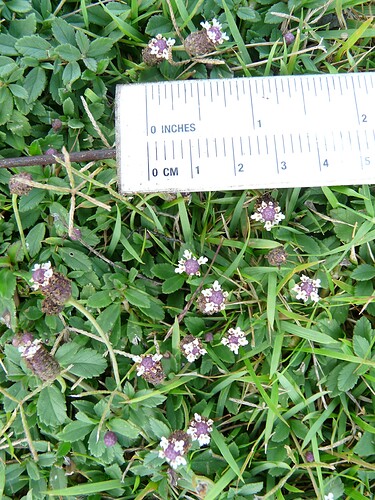 VerbPhyNodP1110558