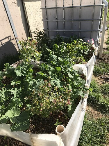 planted watering hole