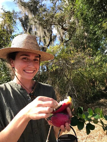 Enjoying fresh Apple Cactus fruit