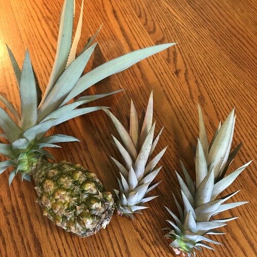 Crown & Slips