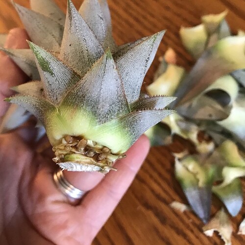 Roots Primodia