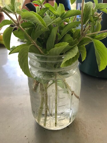 ATB rooting