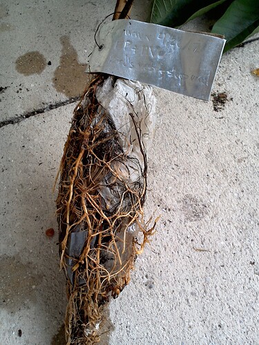 Bird's Nest + Sheeps wool 4.26.2017 EMP, HV (2) - Lydia Hofland