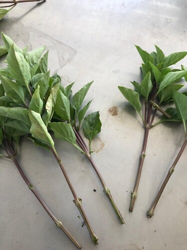 African Tree basil cuttings