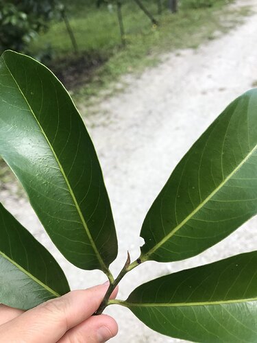 Black Sapote BW