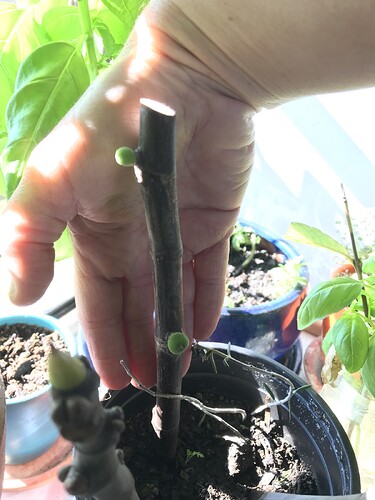 6. Fig Fruiting - remove