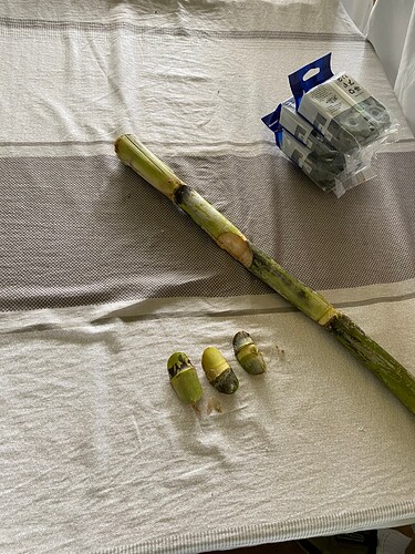 Sugarcane Nodes