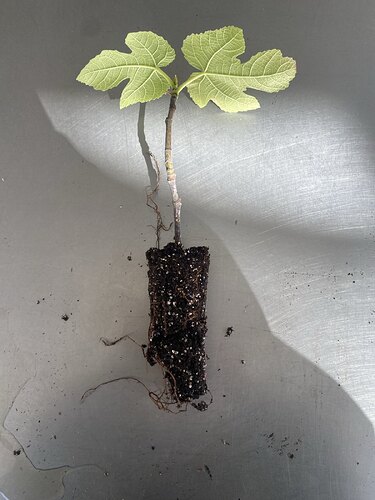 7. Fig rooted