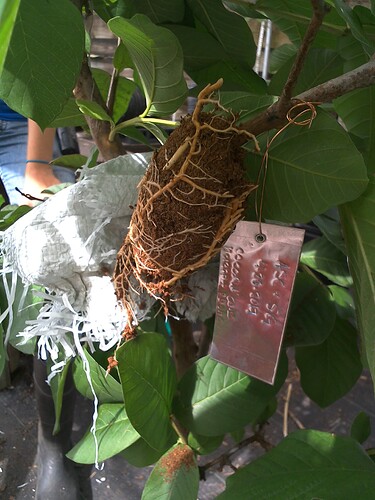 Coconut Coir Surrounded by plastic + Burlap 4.26.2017 SG, ASC (4) - Lydia Hofland