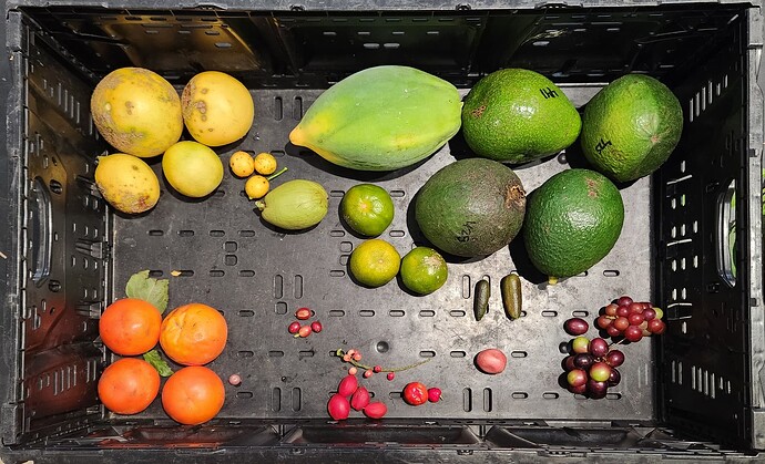 Week 46 Fruit Harvest