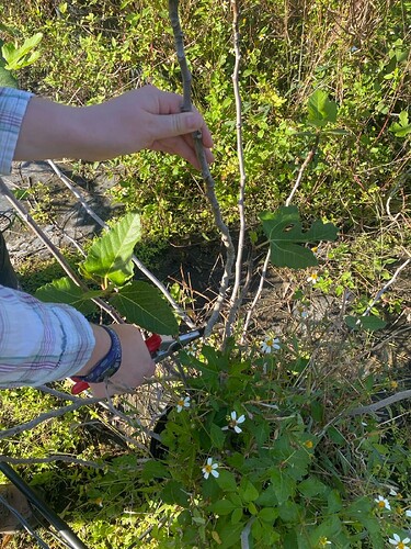 1. Fig stem selection