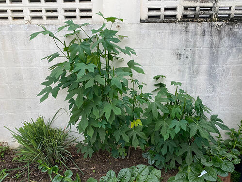 Chaya cut back to different heights post-harvest