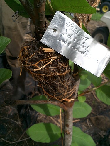 Lint + Coconut fiber 4.26.2017 LL, JO