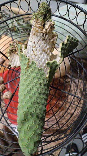monstera fruit ripe
