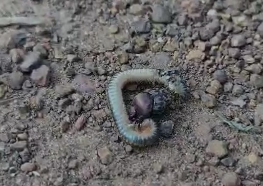 dungbeetle