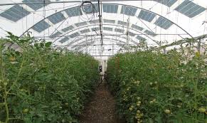 GreenHouse X Solar Pannel