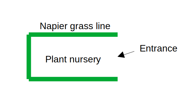 napiergrassnursery